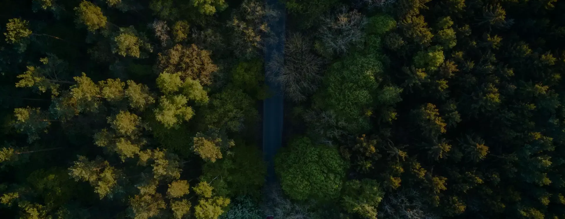 aerial view of a forest of green trees