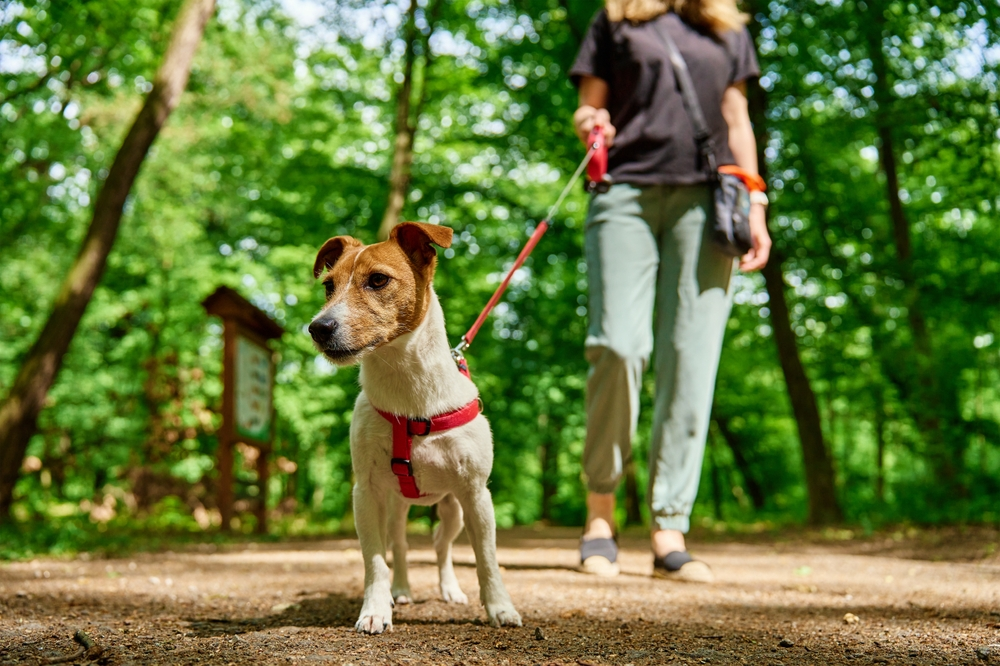 woman walking dog