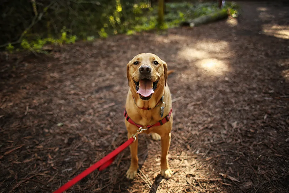 dog friendly smoky mountain cabins